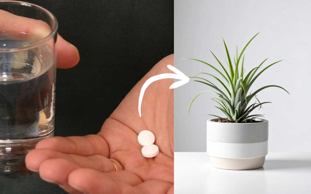Aspirina nell’acqua delle piante: ecco cosa succede davvero