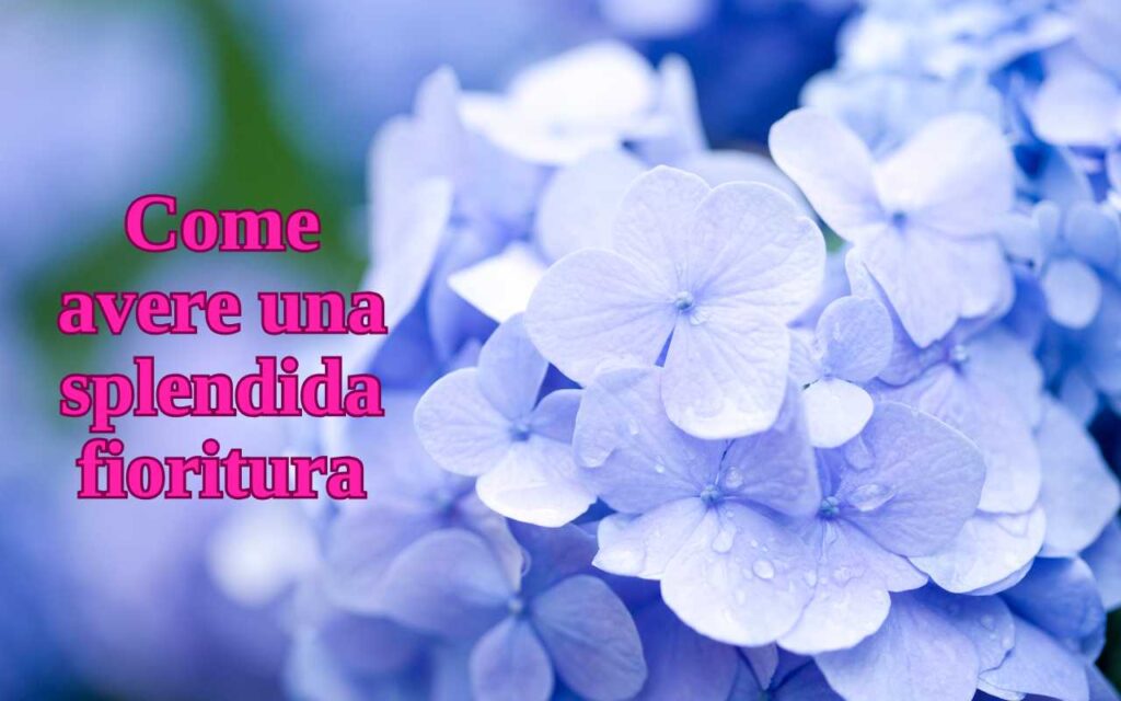 Cosa fare a febbraio per le ortensie: ecco il passaggio chiave per una fioritura esplosiva