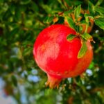 Melograno potato con cura, mostrando rami e frutti in crescita rigogliosa.