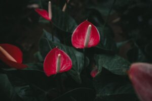 Anthurium in vaso, con foglie verdi lucide, su tavolo in casa, pronto per la cura domestica.