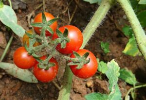 Semenzaio con piantine di pomodoro pronte per la crescita a marzo, per raccolto a giugno.