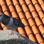 Piccioni allontanati da un oggetto colorato, esempio di repellente naturale efficace.