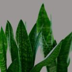 Sanseveria con foglie verdi e rigide, innaffiata correttamente grazie a un metodo innovativo.