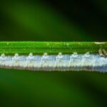 Insetto bianco su foglia, indicativo di infestazione da parassiti.