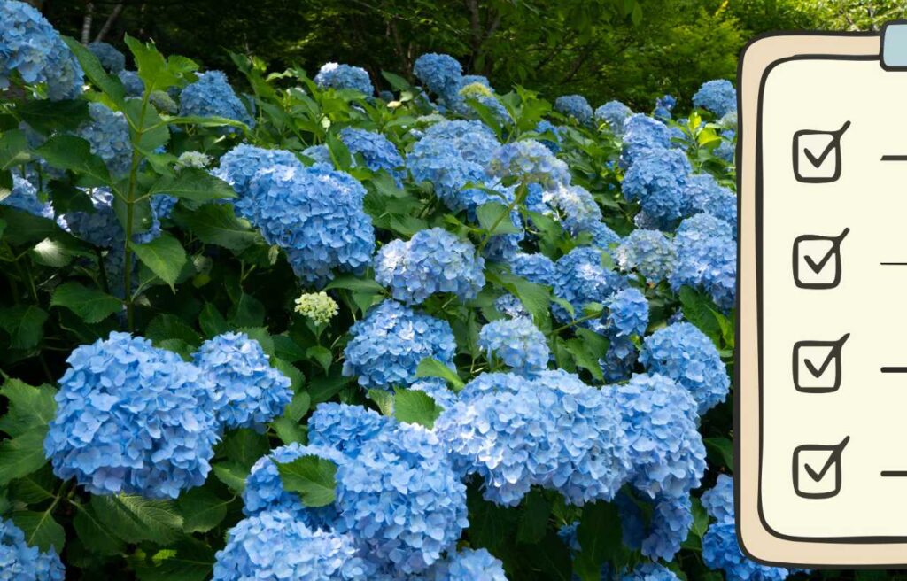 Hai delle ortensie in giardino? Ecco cosa devi fare a febbraio per una fioritura perfetta