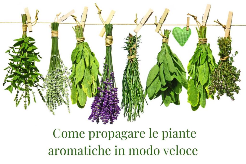 Il trucco per far crescere le piante aromatiche il doppio: ecco l’ingrediente magico