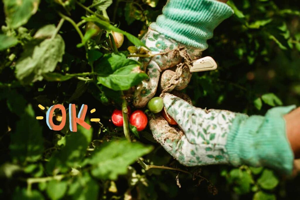 Addio pali: il trucco del filo per pomodori che sta spopolando