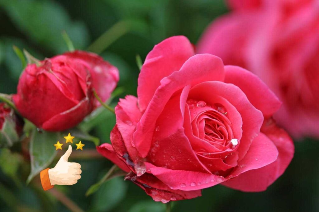 Come far radicare le talee di rose in 10 giorni: il metodo infallibile della nonna