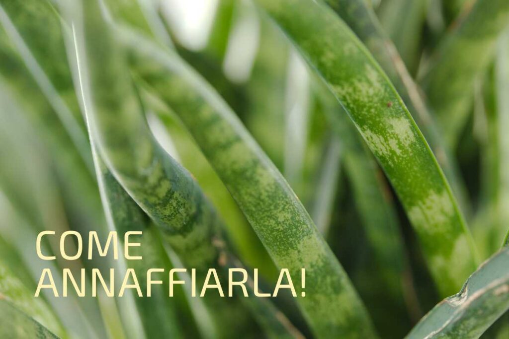 Sanseveria, ecco come curarla: il consiglio dei giardinieri