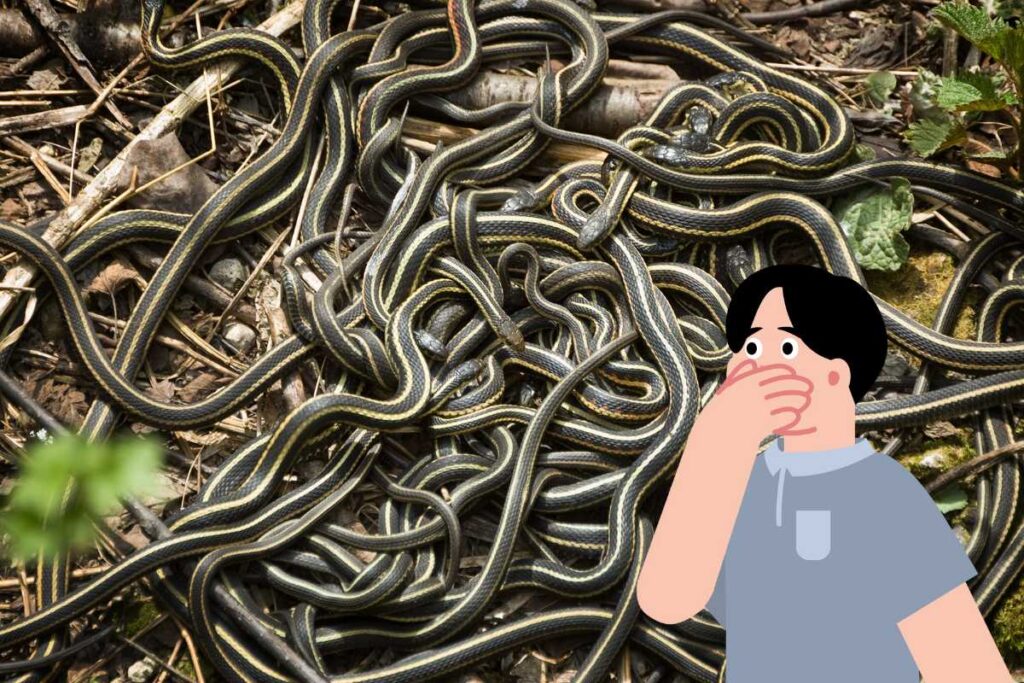 Trova un serpente in giardino: incredibile, ecco cosa è