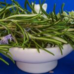 Rosmarino appassito con foglie ingiallite, segni di stress e malattia.