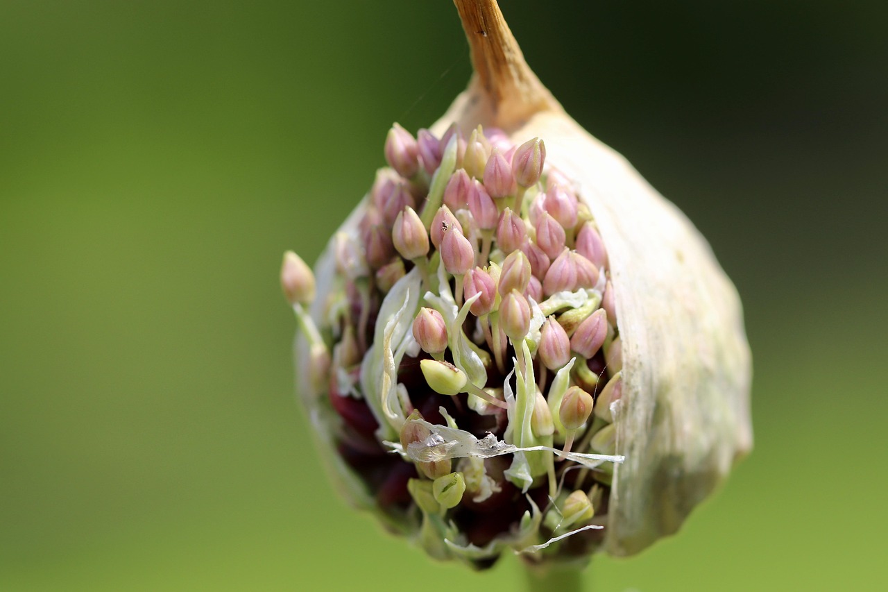 Aglio piantato nel giardino per allontanare gli insetti, con spicchi visibili nel terreno.