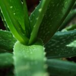Foglie di aloe vera fresche e molli, pronte per essere utilizzate come rimedio naturale.