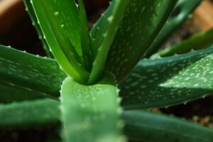 Aloe vera in casa con le foglie molli: il rimedio in un solo passaggio