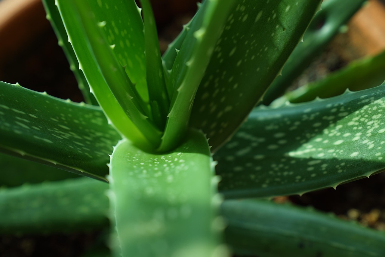 Foglie di aloe vera fresche e molli, pronte per essere utilizzate come rimedio naturale.