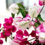 Bouganville in vaso con foglie ingiallite e cadenti, simbolo di un problema da risolvere rapidamente.