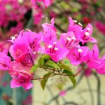 Bouganville in vaso sul balcone pronta per il potenziamento primaverile dopo l'inverno.