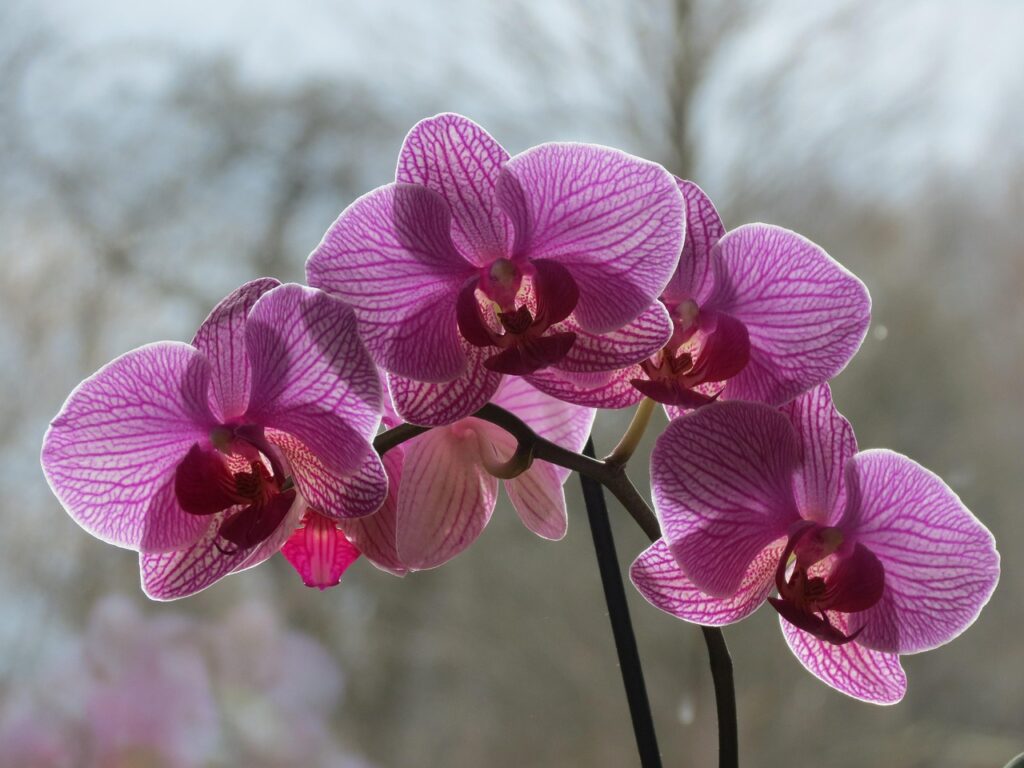 Come annaffiare le orchidee: il metodo giapponese
