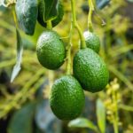 Avocado maturo su un ramo, simbolo di un giardino rigoglioso e produttivo.