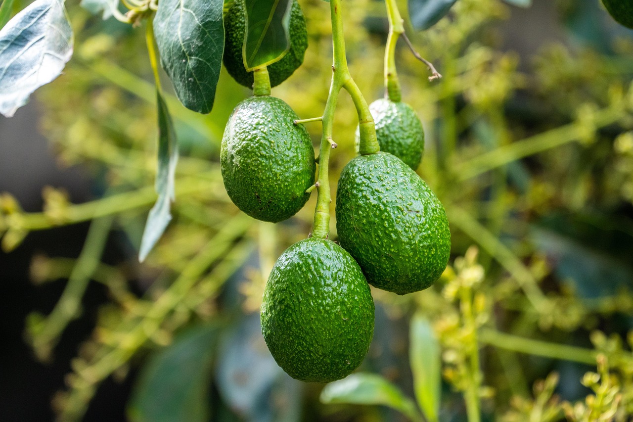 Avocado maturo su un ramo, simbolo di un giardino rigoglioso e produttivo.