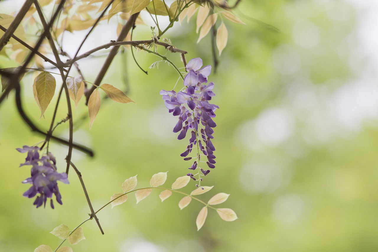 Glicine potato, con rami sfalciati e fiori appassiti, pronto per la cura post-fioritura.