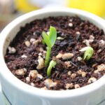 Concime per alberi di limone in vaso, consigli per la fertilizzazione a marzo.