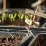 Piante da orto e giardino da seminare a marzo 2026, con date e consigli utili.