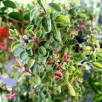 Varie erbe aromatiche in vaso sul davanzale, alcune verdi e rigogliose, altre appassite per il freddo.