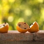 Formiche nel vaso di limone: segno di infestazione e consigli per la rimozione.