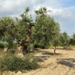 Giardiniere mentre pota un olivo, mostrando tecniche di potatura efficaci.