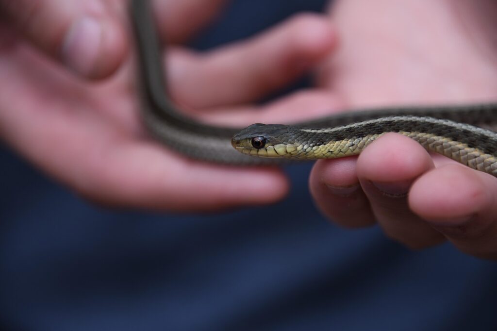 Cosa fare se trovi un serpente in giardino: ecco il passo da seguire