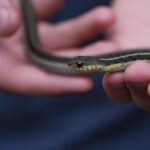Serpente nel giardino con istruzioni su come gestire l'incontro in sicurezza.