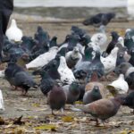 Piccione allontanato da un giardino con decorazioni colorate per scoraggiarne la presenza.