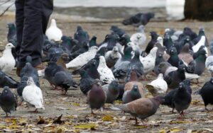 Piccione allontanato da un giardino con decorazioni colorate per scoraggiarne la presenza.