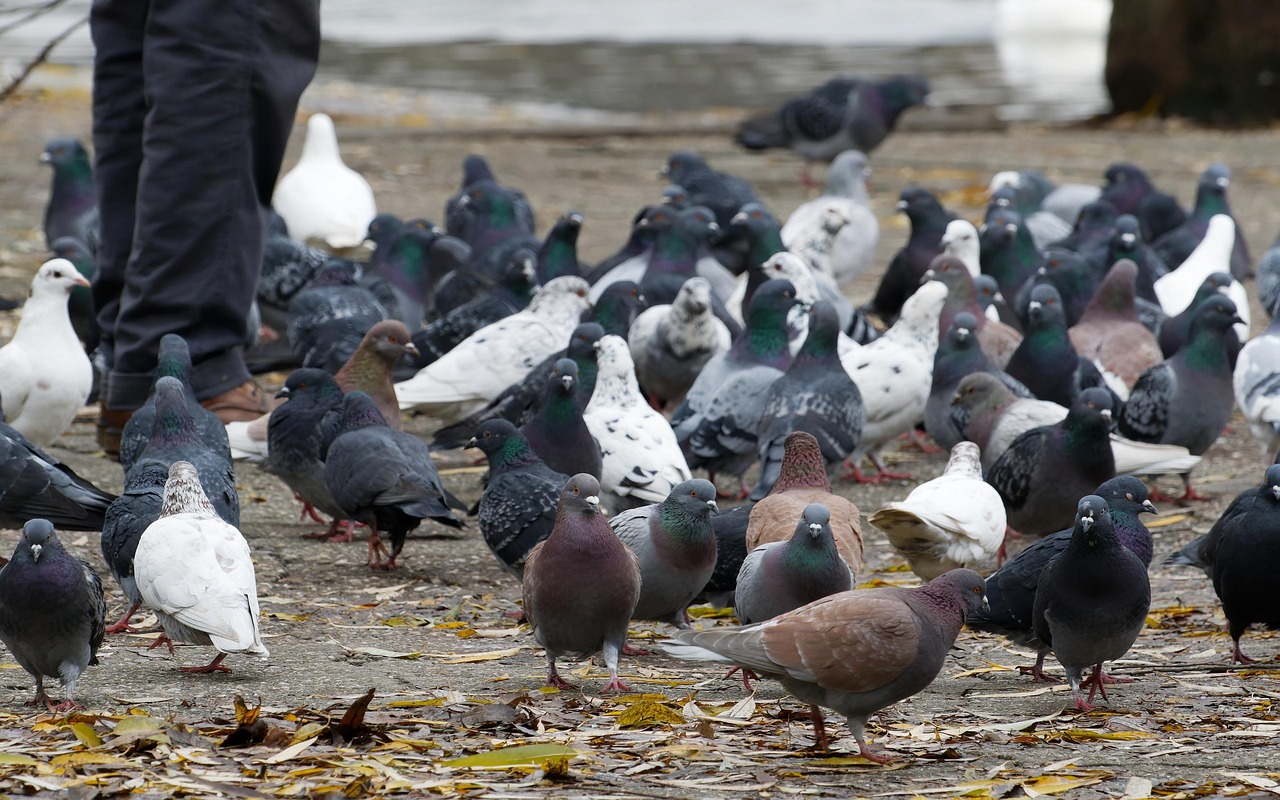 Piccione allontanato da un giardino con decorazioni colorate per scoraggiarne la presenza.