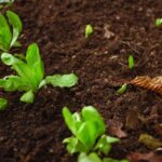 Immagine di un orto con piante rigogliose, evidenziando tecniche di concimazione naturale.