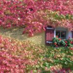 Piante rampicanti ideali per abbellire un muro durante la stagione estiva.