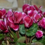 Ciclamino in vaso ben innaffiato con fiori colorati, ideale per fioriture prolungate.