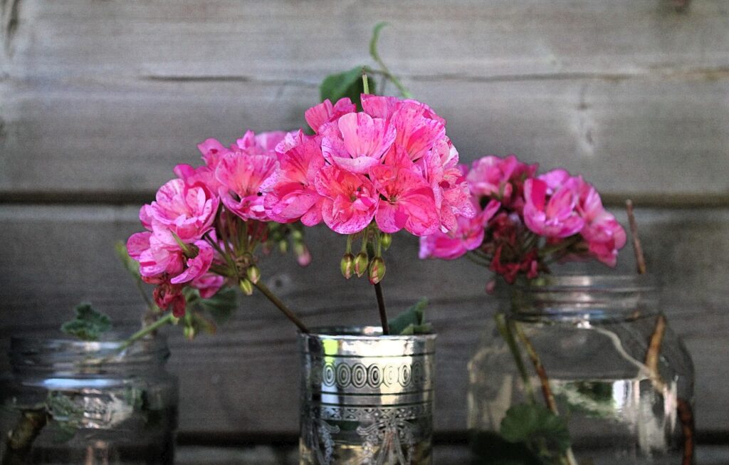 Gerani sul balcone: perché diventano gialli e come salvarli in 3 giorni