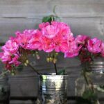 Gerani sul balcone con foglie gialle, sintomo di problemi da risolvere rapidamente.