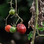 Cenere di legno sparsa intorno a piante di pomodoro in un giardino.