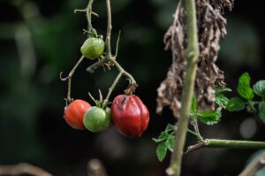 Pomodori in vaso sul terrazzo con evidenti segni di appassimento per errata irrigazione.
