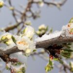 Albero da frutto potato in inverno con attrezzi da giardinaggio sul prato.