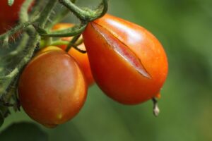 Pomodoro sano e malato, con evidenti sintomi e rimedi naturali in primo piano.