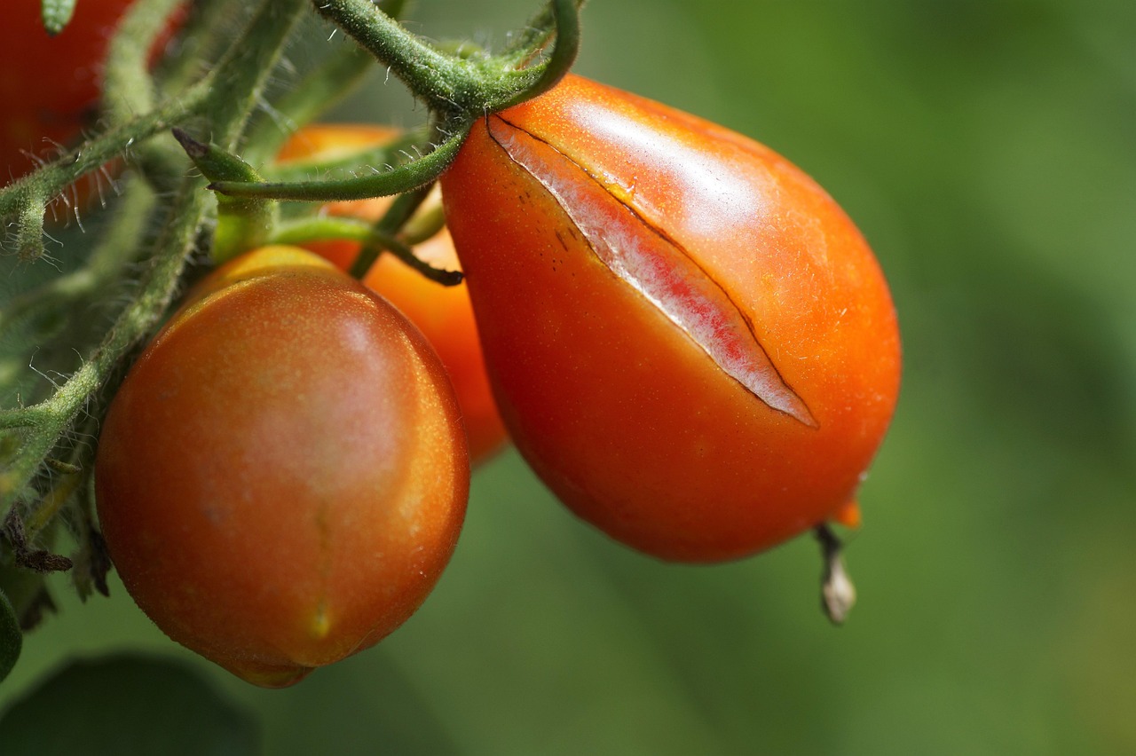 Pomodoro sano e malato, con evidenti sintomi e rimedi naturali in primo piano.