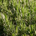 Talea di lavanda in vaso, pronta per la moltiplicazione nel periodo ideale.