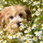 Immagine di piante tossiche per cani, evidenziando specie da evitare in giardino.
