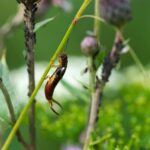 Insetto forbice su una foglia di pianta in giardino, simbolo di potenziale infestazione.