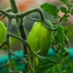 Pomodori in vaso sul balcone con foglie verdi e frutti maturi, pronti per la raccolta.