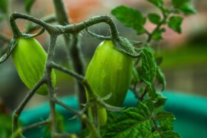Pomodori in vaso sul balcone con foglie verdi e frutti maturi, pronti per la raccolta.